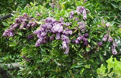 Lonchocarpus castilloi