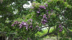 Lonchocarpus castilloi