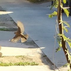Zonotrichia capensis chilensis