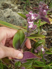 Tradescantia cerinthoides