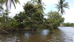 Lonchocarpus castilloi