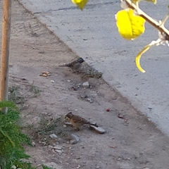 Zonotrichia capensis chilensis