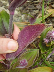 Tradescantia cerinthoides