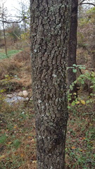 Diospyros virginiana