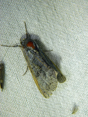 Syngrapha viridisigma