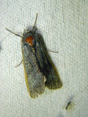 Syngrapha viridisigma