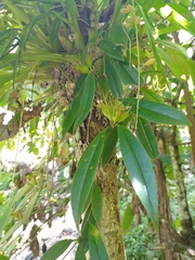 Aeschynanthus albidus