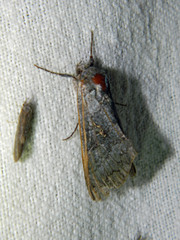 Syngrapha viridisigma