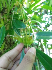 Aeschynanthus albidus