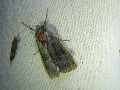 Syngrapha viridisigma