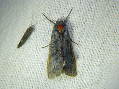 Syngrapha viridisigma