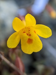 Erythranthe serpentinicola