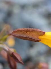 Erythranthe serpentinicola