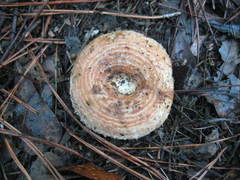 Lactarius yazooensis