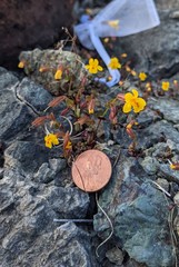 Erythranthe serpentinicola