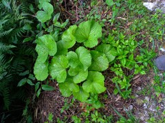 Ligularia stenocephala
