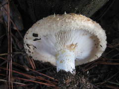 Lactarius yazooensis