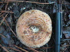 Lactarius yazooensis