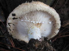 Lactarius yazooensis