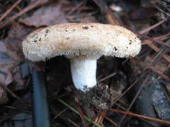 Lactarius yazooensis