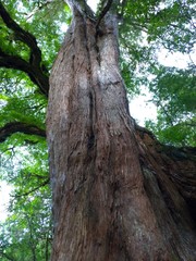 Chamaecyparis formosensis