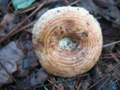 Lactarius yazooensis