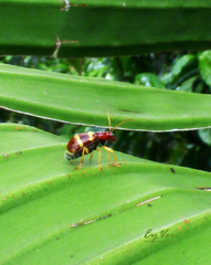 Gynandrobrotica