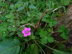 Geranium nepalense thunbergii