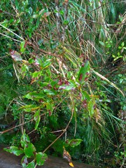 Rhododendron mariesii