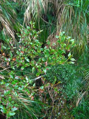 Rhododendron mariesii