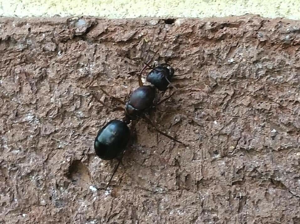 Camponotus rufus