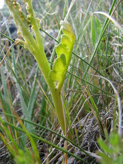 Botrychium michiganense