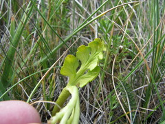 Botrychium michiganense