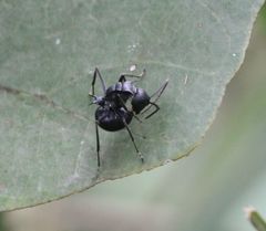 Polyrhachis militaris