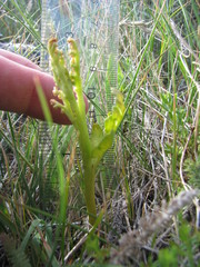 Botrychium michiganense
