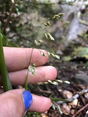 Anthoxanthum occidentale