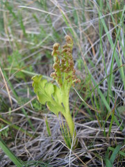 Botrychium michiganense