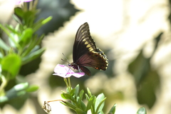 Battus polydamas