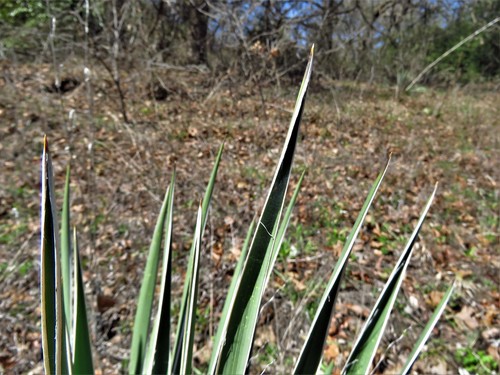 Image of Yucca necopina by (c) Annika Lindqvist, some rights reserved (CC BY)