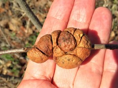 Disholcaspis spongiosa