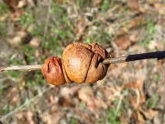 Disholcaspis spongiosa