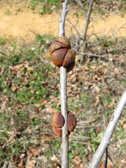 Disholcaspis spongiosa