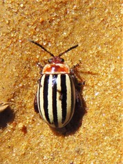 Kuschelina petaurista