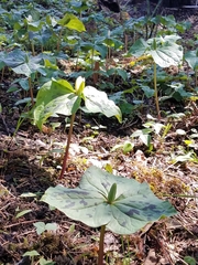 Trillium albidum