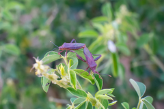 Athaumastus haematicus