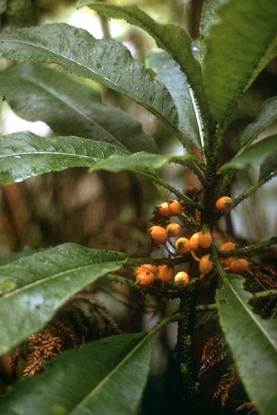 Cyanea marksii
