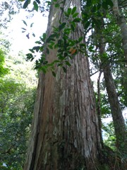 Chamaecyparis obtusa