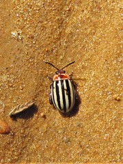 Kuschelina petaurista