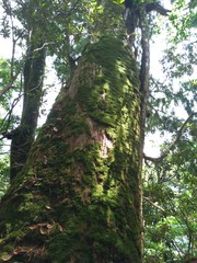 Chamaecyparis formosensis