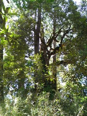 Rhododendron formosanum